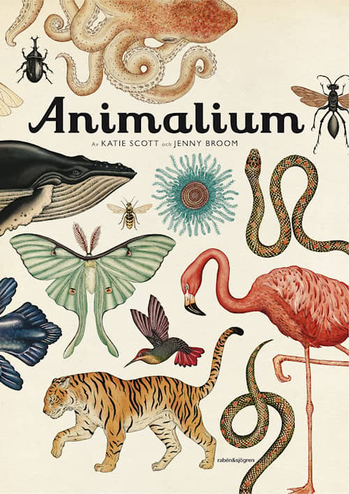 Animalium