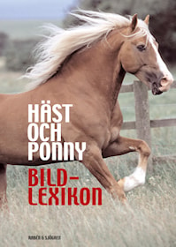 Häst och ponny