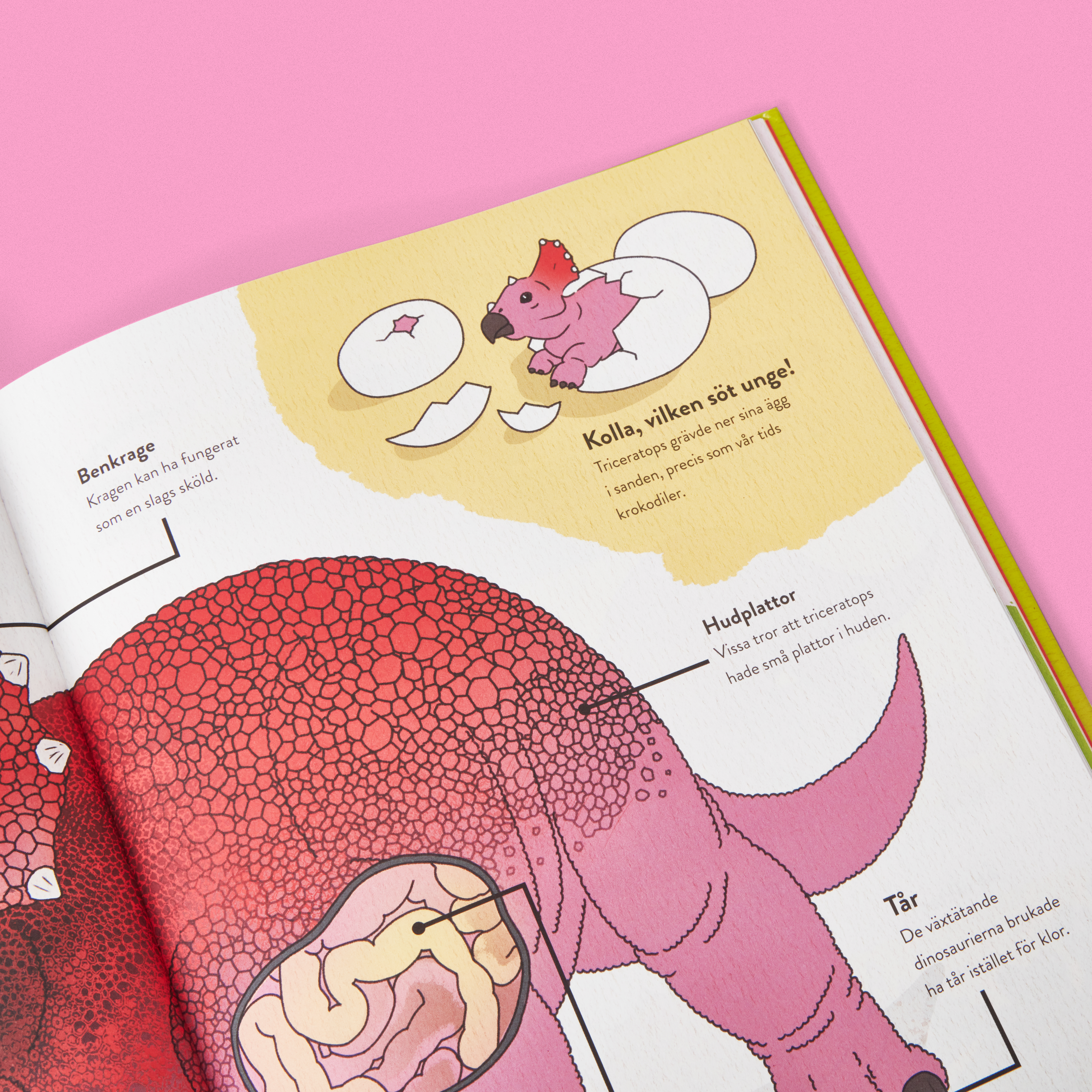 tuffa_dinosaurier 4.jpg